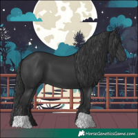 Horse Color:Black 