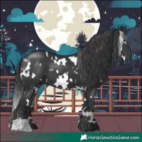Horse Color:White Spotted Black