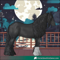 Horse Color:Black 
