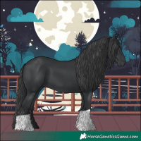 Horse Color:Black 