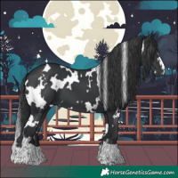 Horse Color:White Spotted Black 