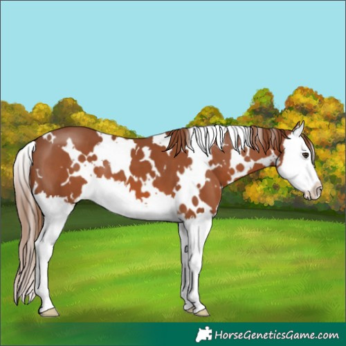 Horse Color:White Spotted Chestnut Splash