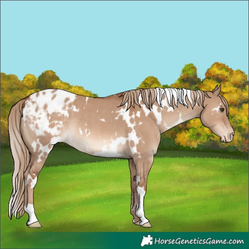 Horse Color:White Spotted Red Dun Appaloosa Rabicano 