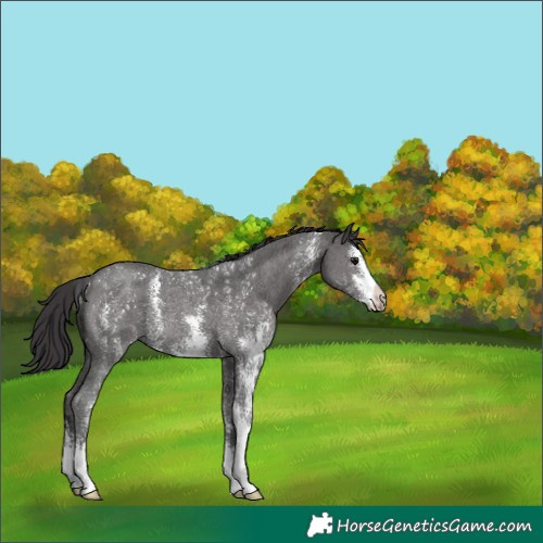 Horse Color:Smoky Black Sabino Rabicano 