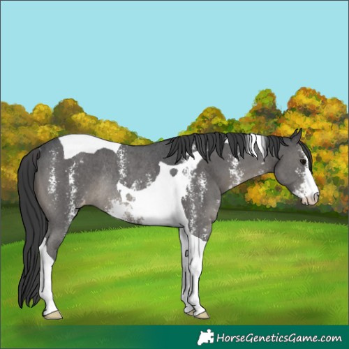 Horse Color:Black Sabino Tobiano Appaloosa Rabicano 