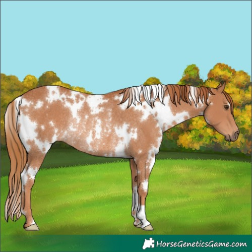 Horse Color:White Spotted Chestnut Rabicano 