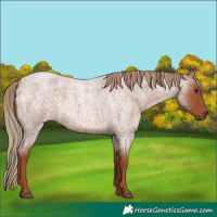 Horse Color:Red Roan