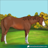 Horse Color:White Spotted Chestnut