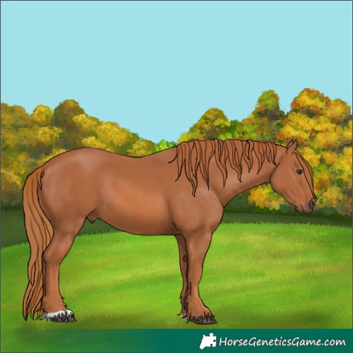 Horse Color:Chestnut 
