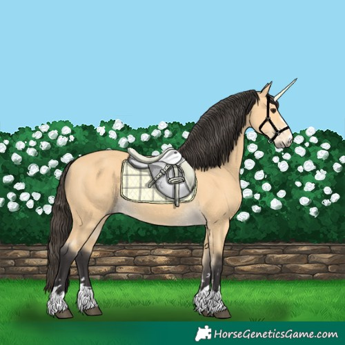 Horse Color:Buckskin 
