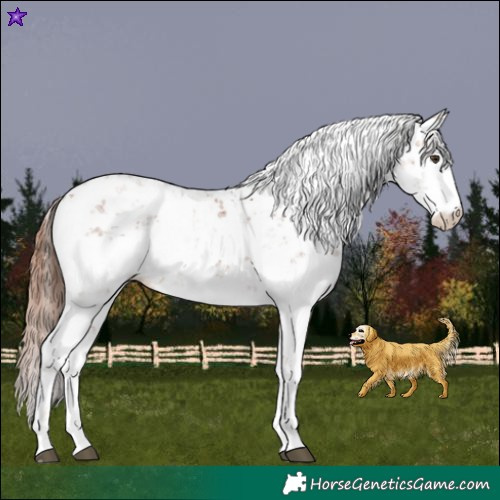 Horse Color:Chestnut Sabino 