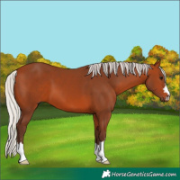 Horse Color:Silver Bay 