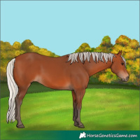 Horse Color:Silver Bay 