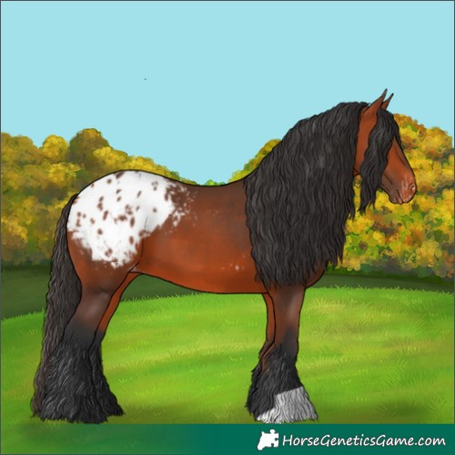 Horse Color:Bay Appaloosa  and Bay Appaloosa 
