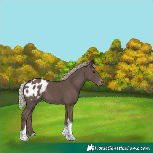 Horse Color:Silver Black Tobiano Appaloosa 
