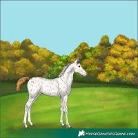 Horse Color:Chestnut Near Leopard 