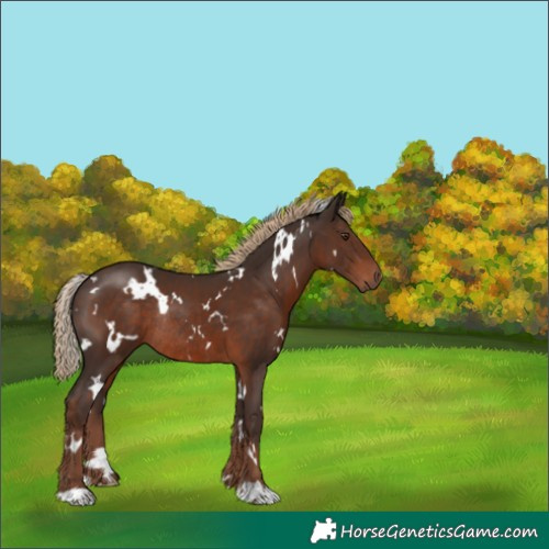 Horse Color:White Spotted Liver Chestnut Rabicano 