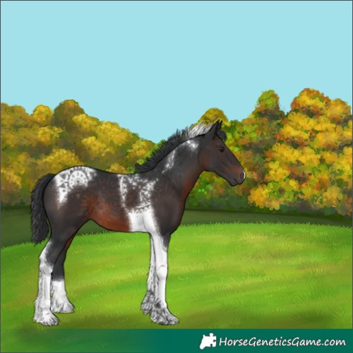 Horse Color:Brown Tobiano 