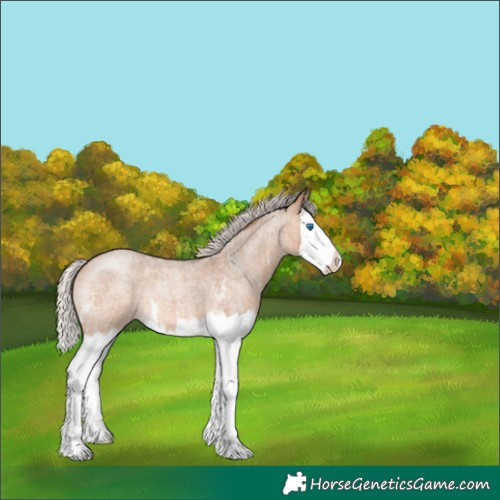 Horse Color:Silver Brown Roan Dun Sabino Splash 