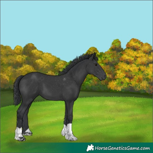 Horse Color:Platinum Black 