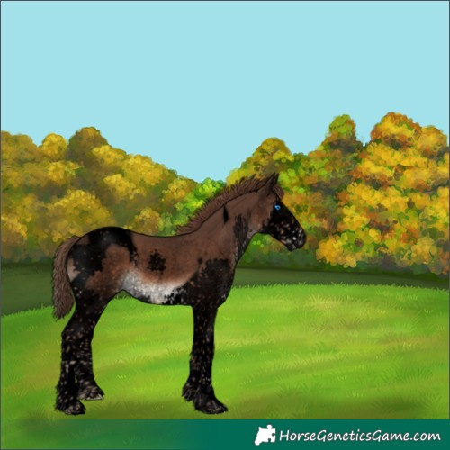 Horse Color:Void Liver Chestnut Splash Tobiano 