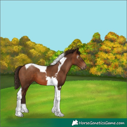 Horse Color:Gray Brown Pearl Tobiano 