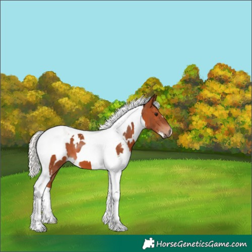 Horse Color:White Spotted Silver Bay Tobiano
