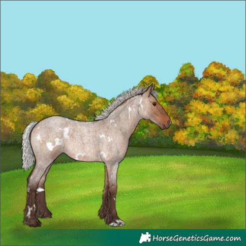 Horse Color:White Spotted Silver Brown Roan Dun 
