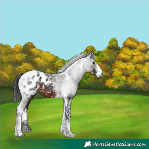 Horse Color:Gray White Spotted Brown Ice Tobiano Appaloosa 