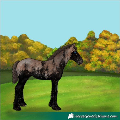 Horse Color:Void Amber Champagne Sabino Splash 