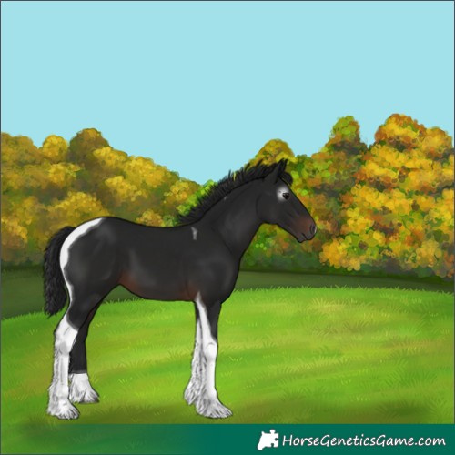 Horse Color:Gray Brown Tobiano 