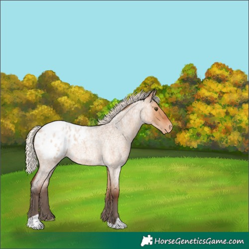 Horse Color:Silver Bay Roan Dun Blanket 