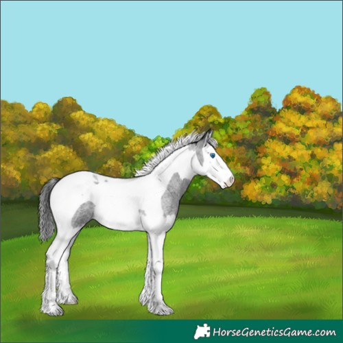 Horse Color:Blue Roan Splash Tobiano