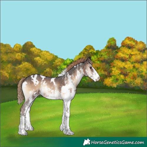 Horse Color:White Spotted Liver Red Onyx Rabicano 
