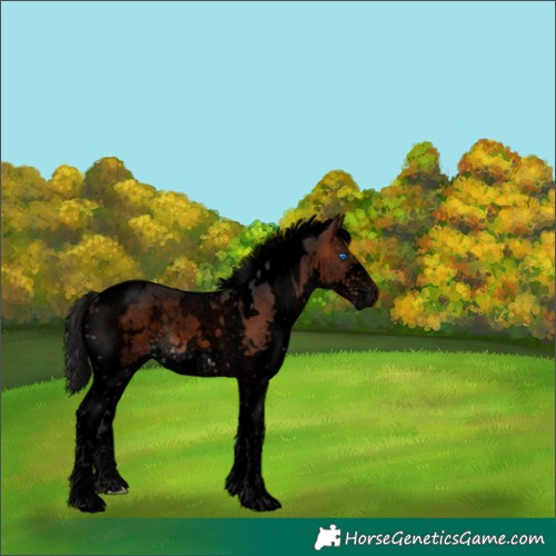 Horse Color:Void White Spotted Brown Splash Tobiano 