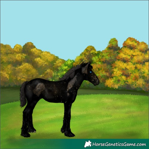 Horse Color:Void Buckskin Sabino Splash Tobiano