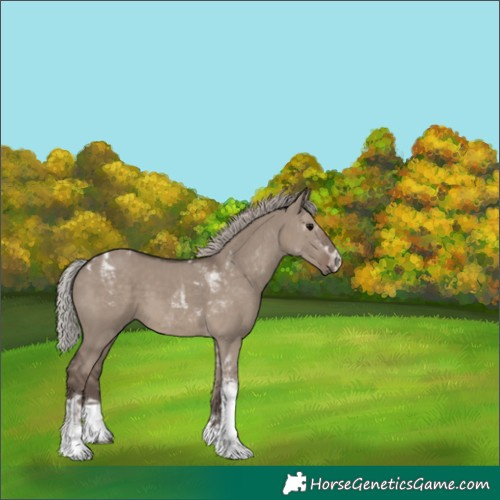 Horse Color:Silver Grullo Tobiano 