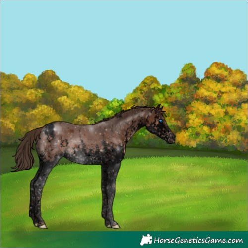 Horse Color:Void Liver Chestnut Splash Tobiano 