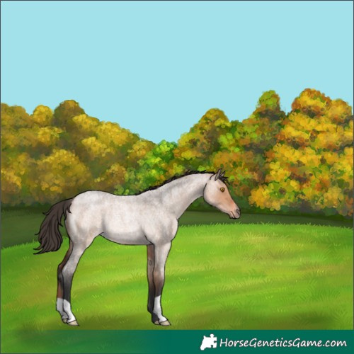 Horse Color:Bay Roan Dun Rabicano 