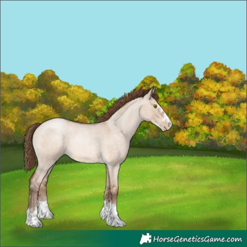 Horse Color:Brown Roan Pearl Dun 