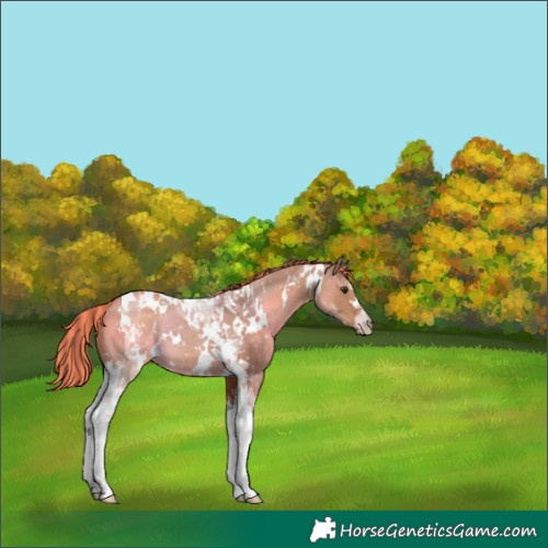 Horse Color:Painted White Spotted Red Dun Tobiano 