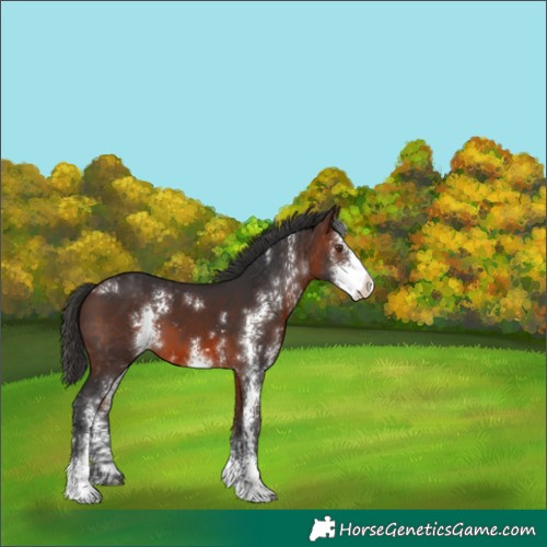 Horse Color:Brown Sabino 
