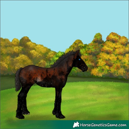 Horse Color:Void Brown Sabino Splash 