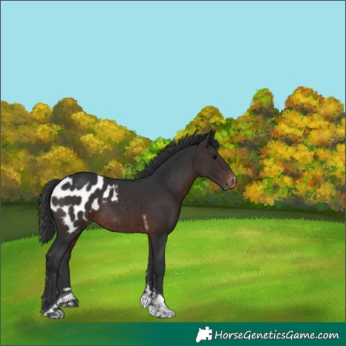 Horse Color:Brown Tobiano Blanket 