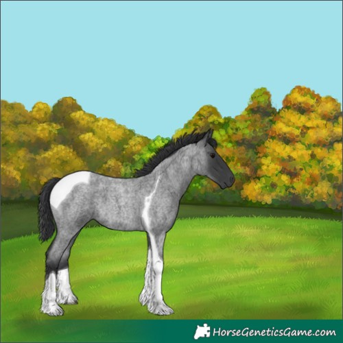 Horse Color:Blue Roan Tobiano 