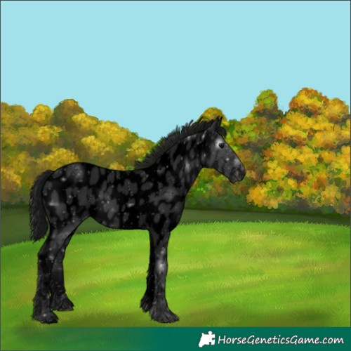 Horse Color:Gray Void White Spotted Black Appaloosa 
