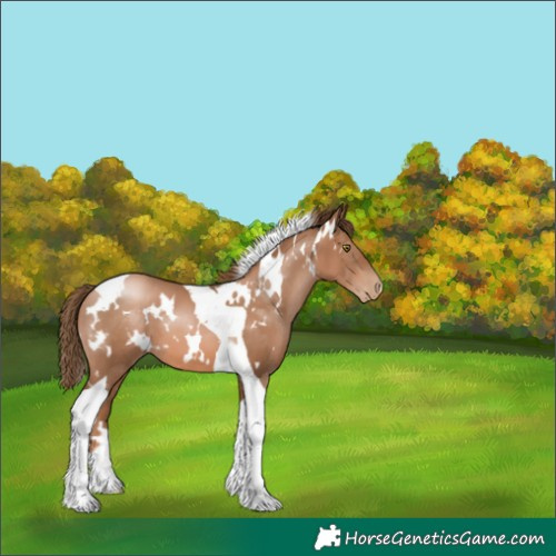 Horse Color:White Spotted Liver Chestnut Pearl Tobiano 
