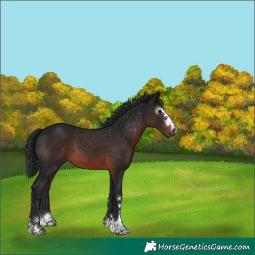 Horse Color:Gray Brown 