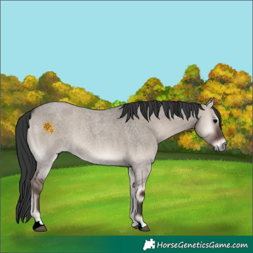 Horse Color:Grullo Roan Onyx 
