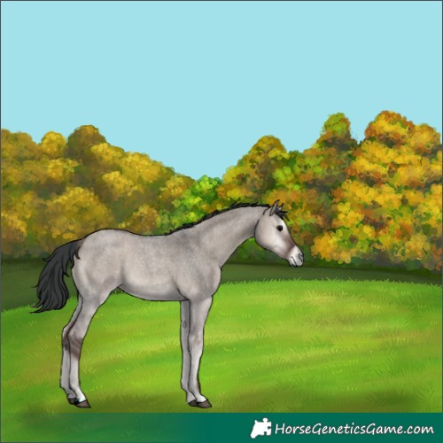 Horse Color:Grullo Roan Onyx 